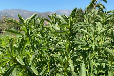 Stevia Extract